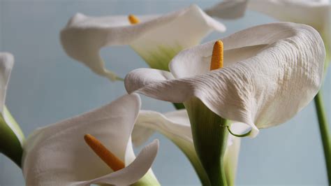 Calla Lilies Wallpaper Hd Hd Desktop Wallpapers 4k Hd Images And