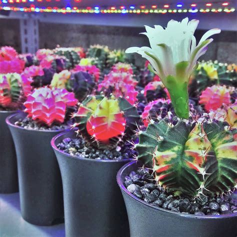 Gymnocalycium Mihanovichii ‘variegata Plantabox