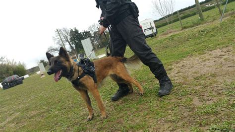 Training Libre De Nos Agents Cynophile K Sp K Sp Canine S Curit Provence