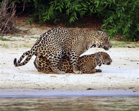 Jaguars Mating Image Taken Of Two Jaguars Mating Near The Flickr