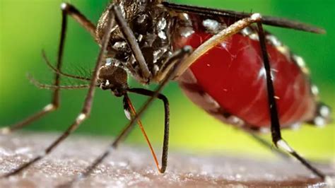 Gr Ficos Que Te Ayudar N A Entender Qu Es El Virus Del Zika Y Sus