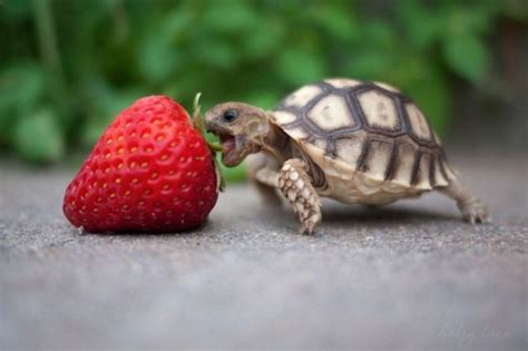 Baby Turtle Wallpapers Hd | Background Wallpaper Gallery