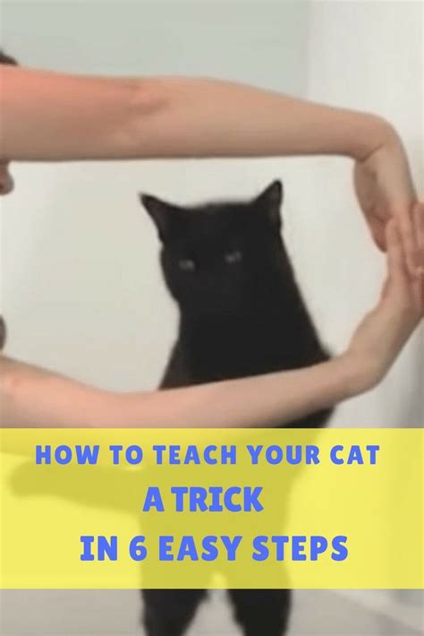 How To Teach Your Cat A Trick In 6 Easy Steps Cat Training Cats Cat