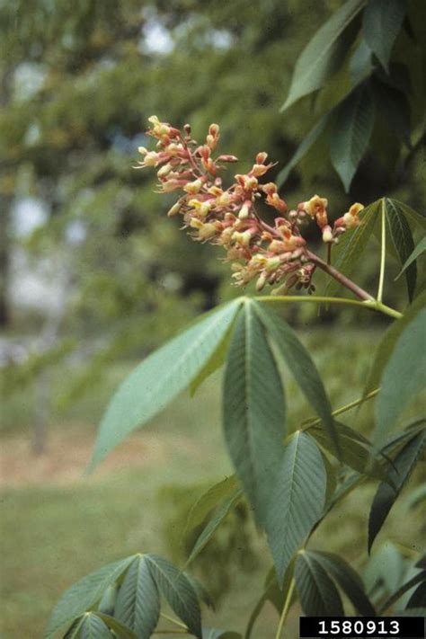 Painted Buckeye Aesculus Sylvatica