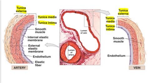 A P Cardiovascular System Blood Vessels Flashcards Quizlet