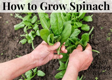 How To Grow Spinach Easy Gardening Hacks™