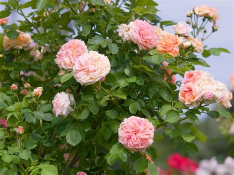 Comment cultiver de grandes roses verticalement 8 bonnes façons