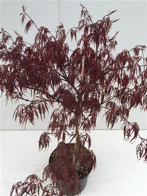 Acer Palmatum Garnet Vrtni Center MOGA