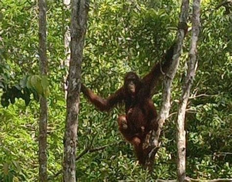 TAMAN NASIONAL TANJUNG PUTING WISATA KALTENG