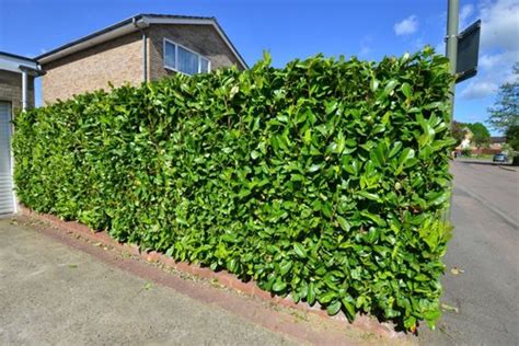 Hedges and Fences - Compare and Contrast | InstantHedge Blog