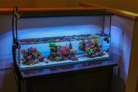 Foot Office Nano Reef Reef Saltwater And Reef Aquarium Forum