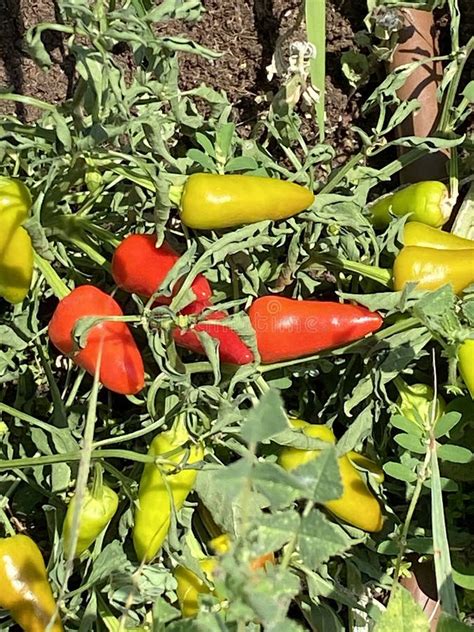 Planta De Capsicum Annuum Amarillo Y Rojo Con Pimientos De Campanilla