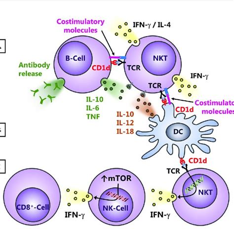 Modes Of Nkt Cell Activation Upon Bacterial Infection Following The