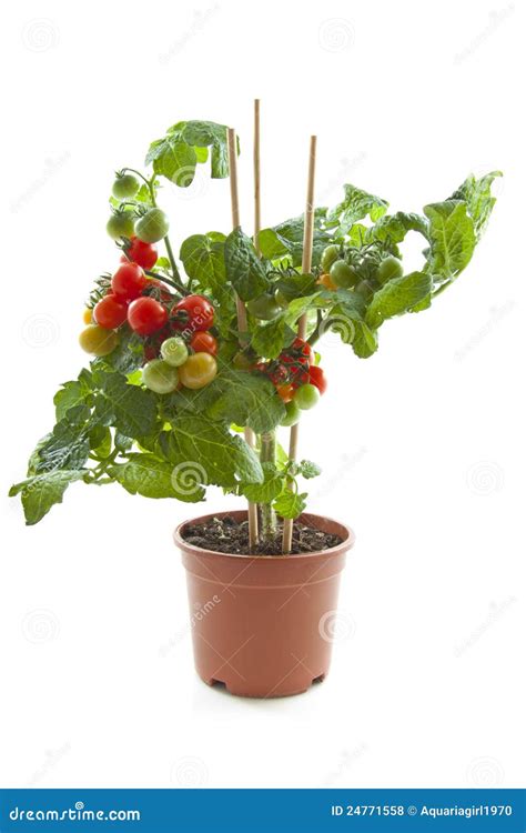 Tomato Plant Exposed Roots Is Isolated On White Stock Image ...