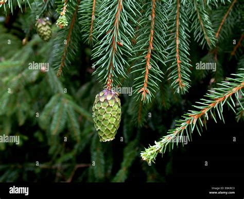 Norway Spruce Picea Abies Acrocona Picea Abies Acrocona Branch