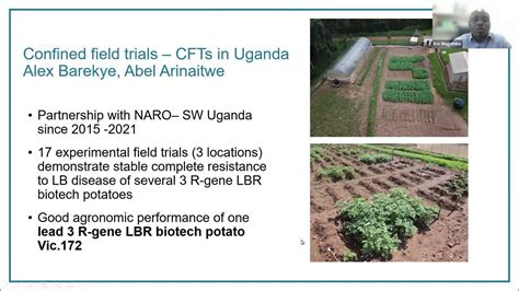 Webinar 29 Deployment Of Late Blight Resistant Biotech Potatoes In Africa Youtube