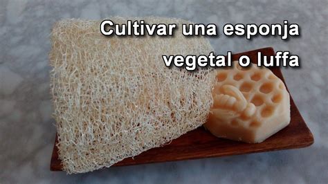 Cómo hacer una esponja vegetal natural o luffa Lufa YouTube