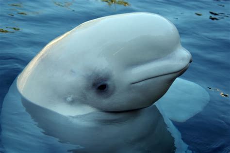 10 Playful Facts About Beluga Whales Mental Floss