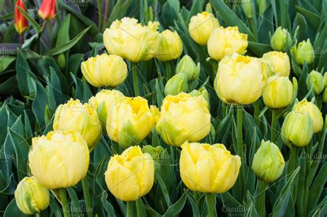 Spring Flowering Tulip Bulbs ~ Nature Photos ~ Creative Market