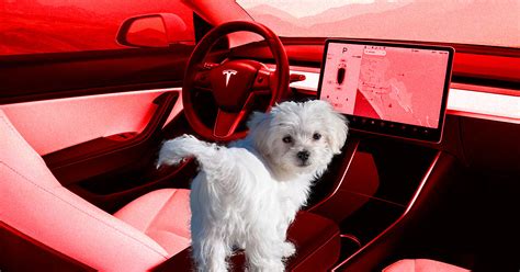 Teslas New Dog Mode Will Keep Canines Happy With Ac Music