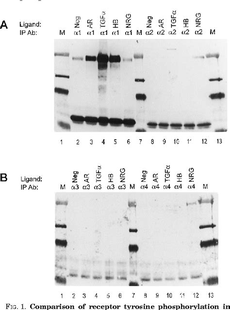 Figure 1 From The Epidermal Growth Factor Receptor Couples Transforming