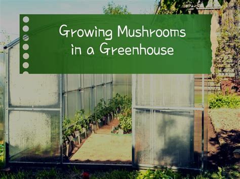 Growing Mushrooms in a Greenhouse - Complete Beginners Guide