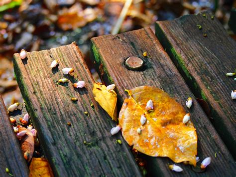 Fotos gratis árbol naturaleza planta madera suelo fotografía