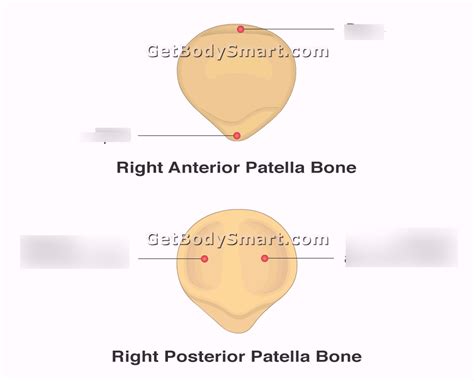 Patella Diagram | Quizlet