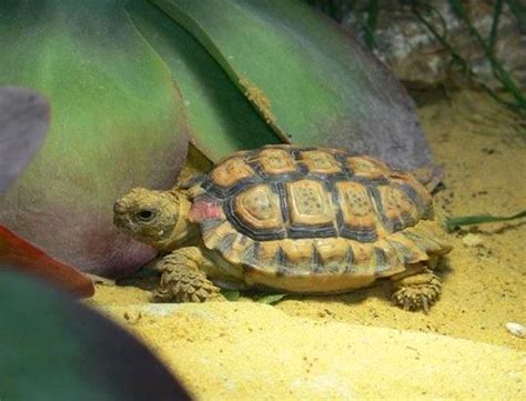 Speckled Padloper Tortoise - C.S.W.D