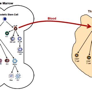 Hematopoiesis Differentiation Of Human Multi Potent Hematopoietic