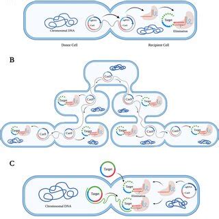 Crispr Cas Systems As Antimicrobials The Cas Rna Guided Nuclease Is