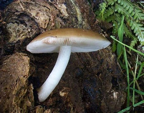 Pluteus Cervinus Deer Shield Mushroom