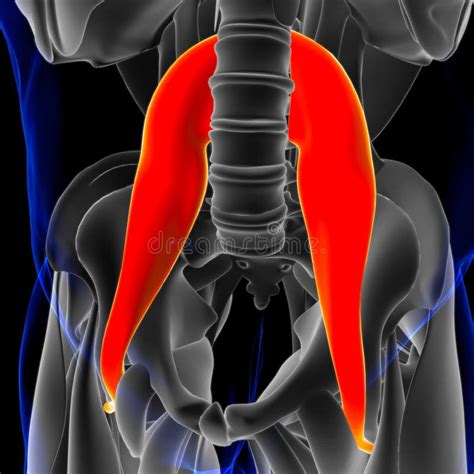 Psoas Anatomy