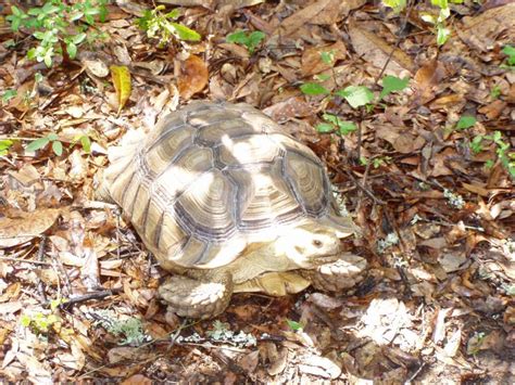 Attractions - Edisto Island Serpentarium, SC, Reptiles, Education ...