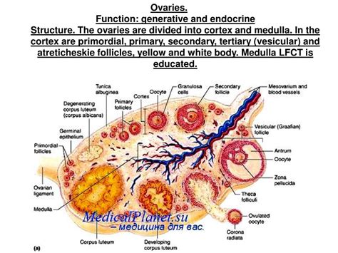 Ppt Histology Of Female Reproductive System Powerpoint Presentation