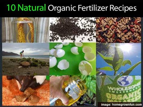 10 Natural Homemade Organic Fertilizer Recipes | Organic gardening tips ...