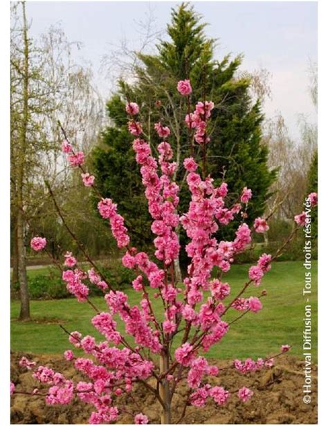 Prunus Persica Taoflora Pink P Cher Fleurs Taoflora