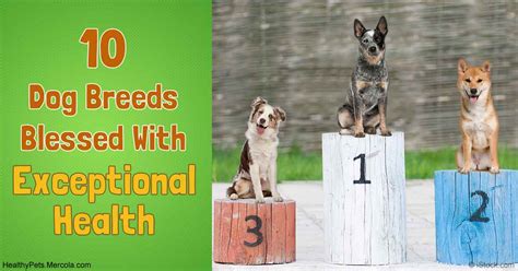 10 of the Healthiest Dog Breeds You Could Ever Wish For