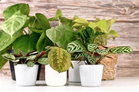 Houseplants That Like Coffee Grounds How To Use On Moxie And