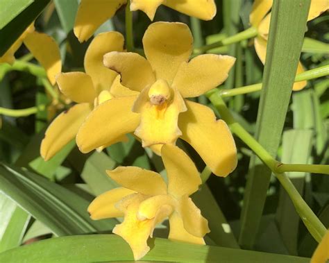 Plant Cymbidium Hybrids Gardensonline