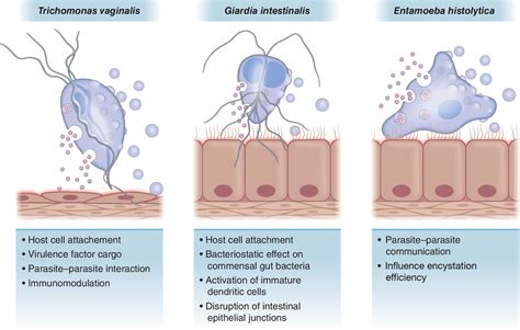 Extracellular Vesicles Released By Anaerobic Protozoan Parasites Current Situation Nievas