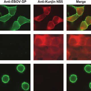 Surface Expression Of Gp In Kungp Cells Immunofluorescence Analysis