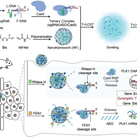 A Dualenzymeresponsive DNAbased Nanoframework NF For The