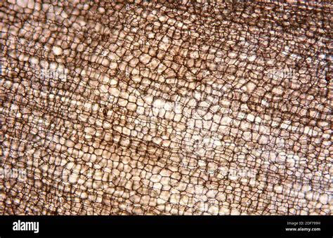 Cork tissue cells hi-res stock photography and images - Alamy