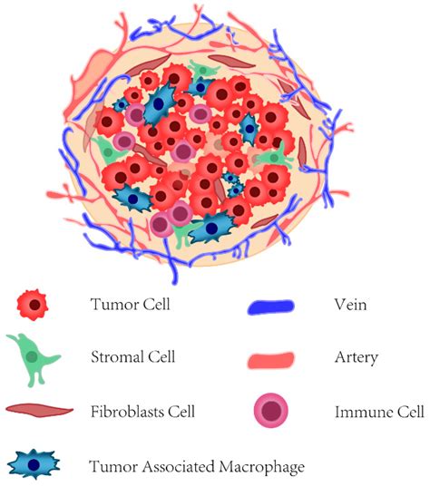 Cancers Free Full Text Targeted Therapy And Immunotherapy For