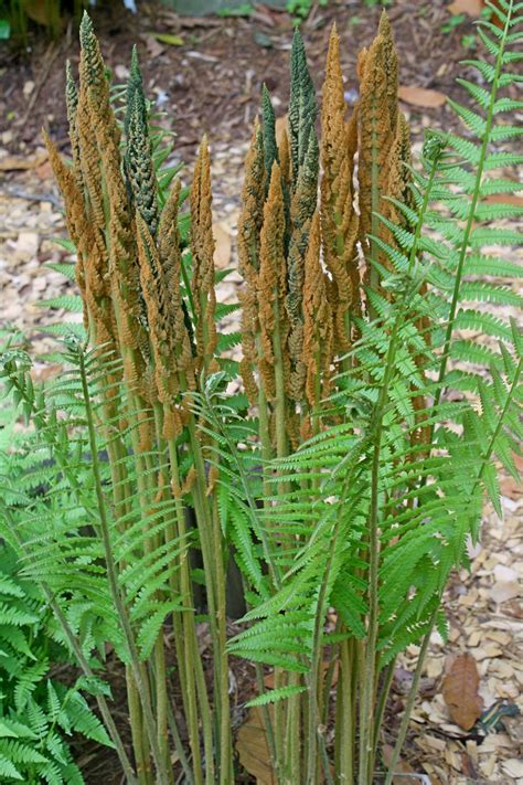 Jlbg Osmunda Cinnamomea Osmundastrum Cinnamomeum