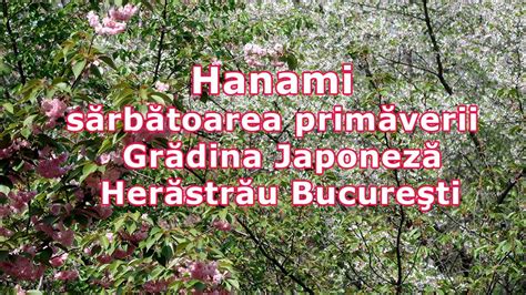 Festivalul Florilor De Cires Hanami Herastrau Bucuresti 2024 YouTube