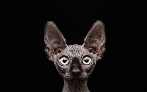 Sphynx Cat Wallpapers Top Free Sphynx Cat Backgrounds Wallpaperaccess