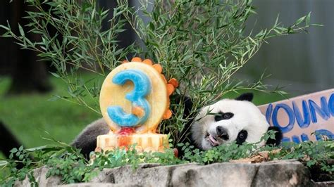 Returned U S born giant panda meets public in China 英语频道 央视网 cctv