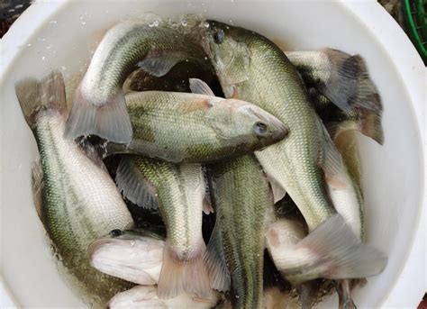 From Boom To Uncertainty In Largemouth Bass Aquaculture In China Aqua